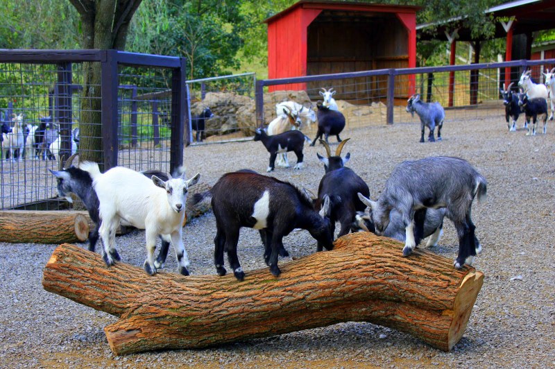 Smoky Mountain Deer Farm and Horseback Riding