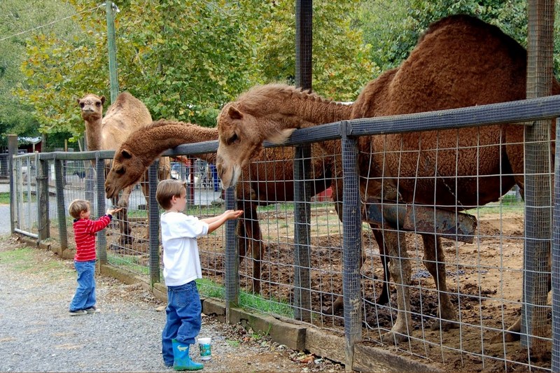 exotic petting zoo s & s farms