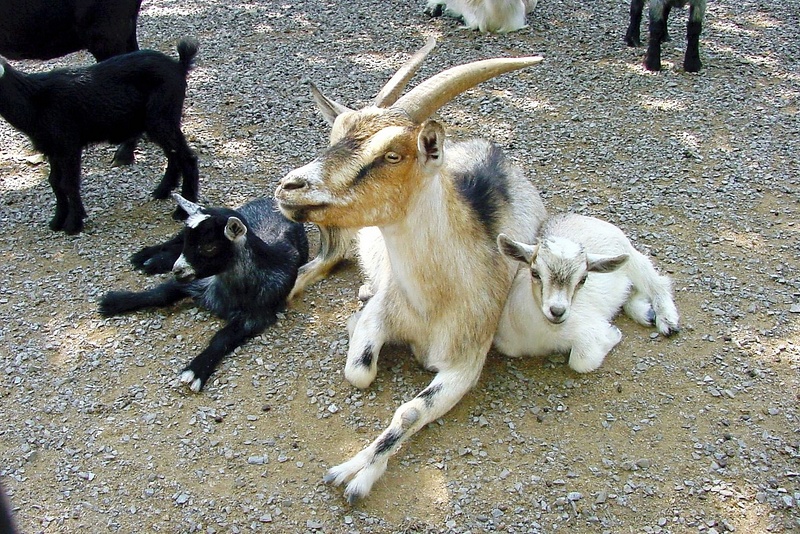 Smoky Mountain Deer Farm And Exotic Petting Zoo