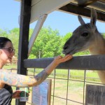 Feed and Pet a Guanaco - Smoky Mountain Deer Farm