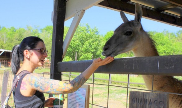 Feed and Pet a Guanaco - Smoky Mountain Deer Farm