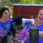 Feed an Emu at the Deer Farm